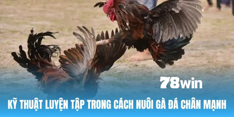 Cách nuôi gà đá chân mạnh - Kỹ thuật luyện tập quan trọng